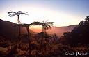 068Jungle ungeala.jpg